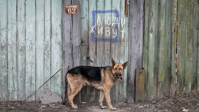 Собака возле забора жилого дома в освобожденной Судже