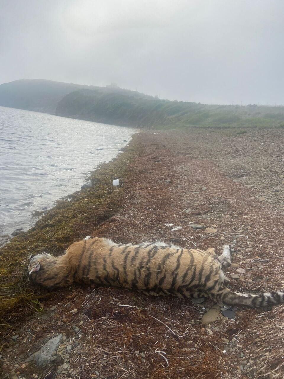 Туша погибшего тигра на побережье Большого Камня в Приморье