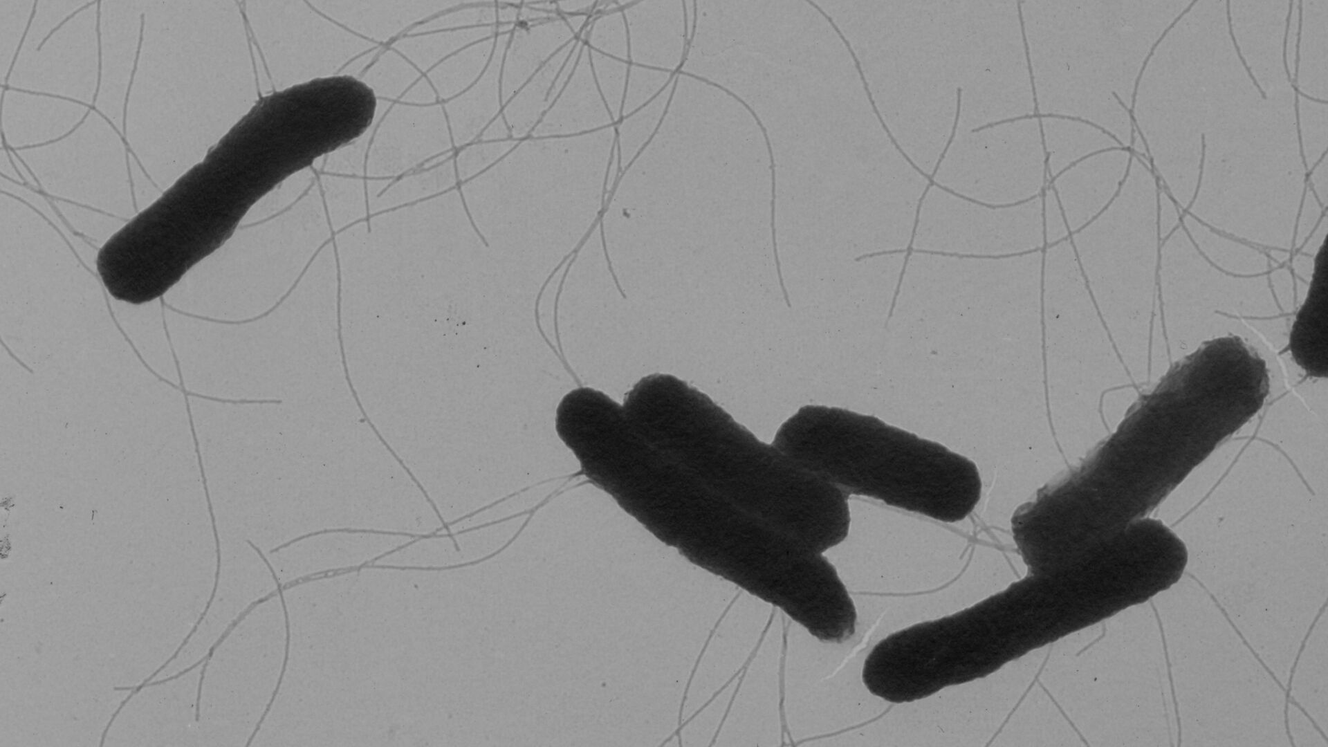 Бактерия сальмонелла