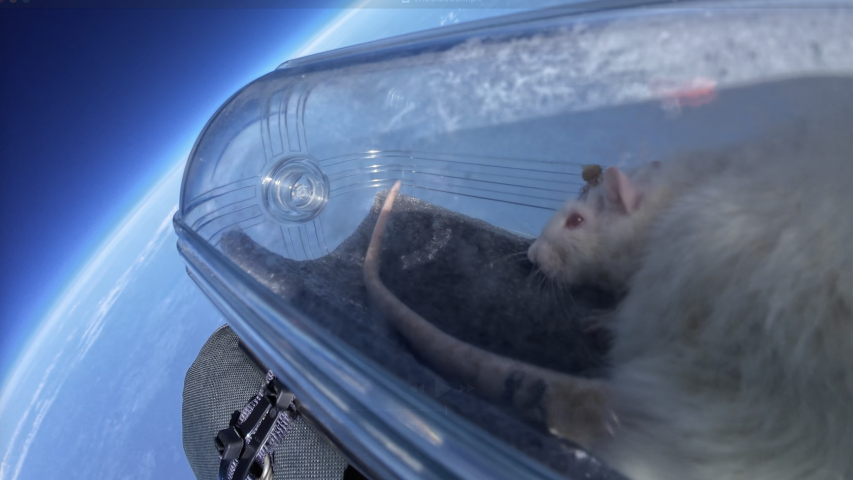 Первый полет в стратосферу крысы с нейроимплантом