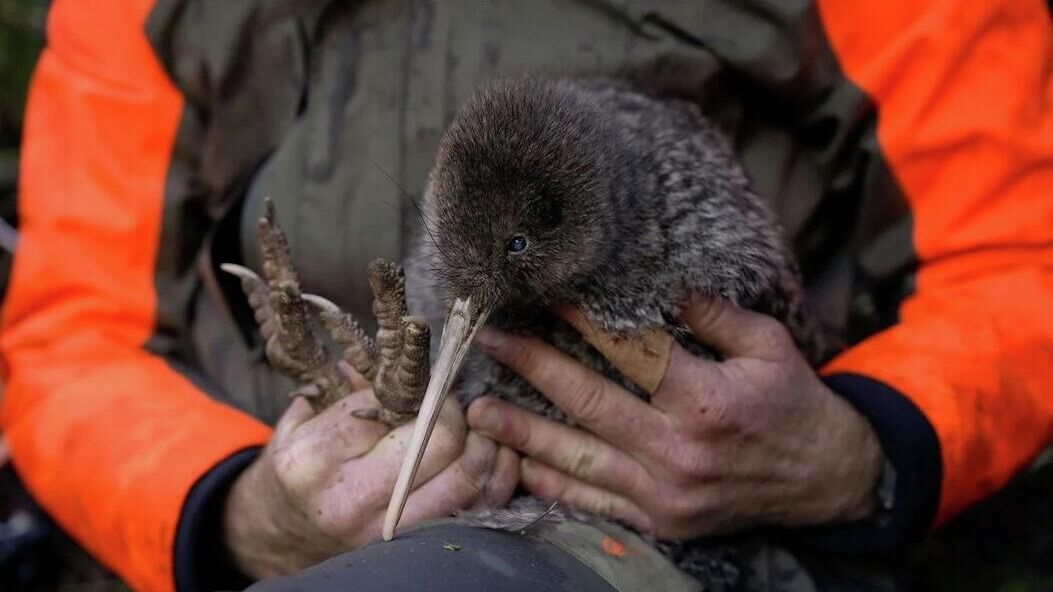 Киви пукупуку, или маленький пятнистый киви