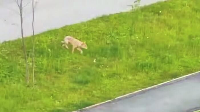 Волк в башкирском Межгорье. Кадр видео из соцсетей