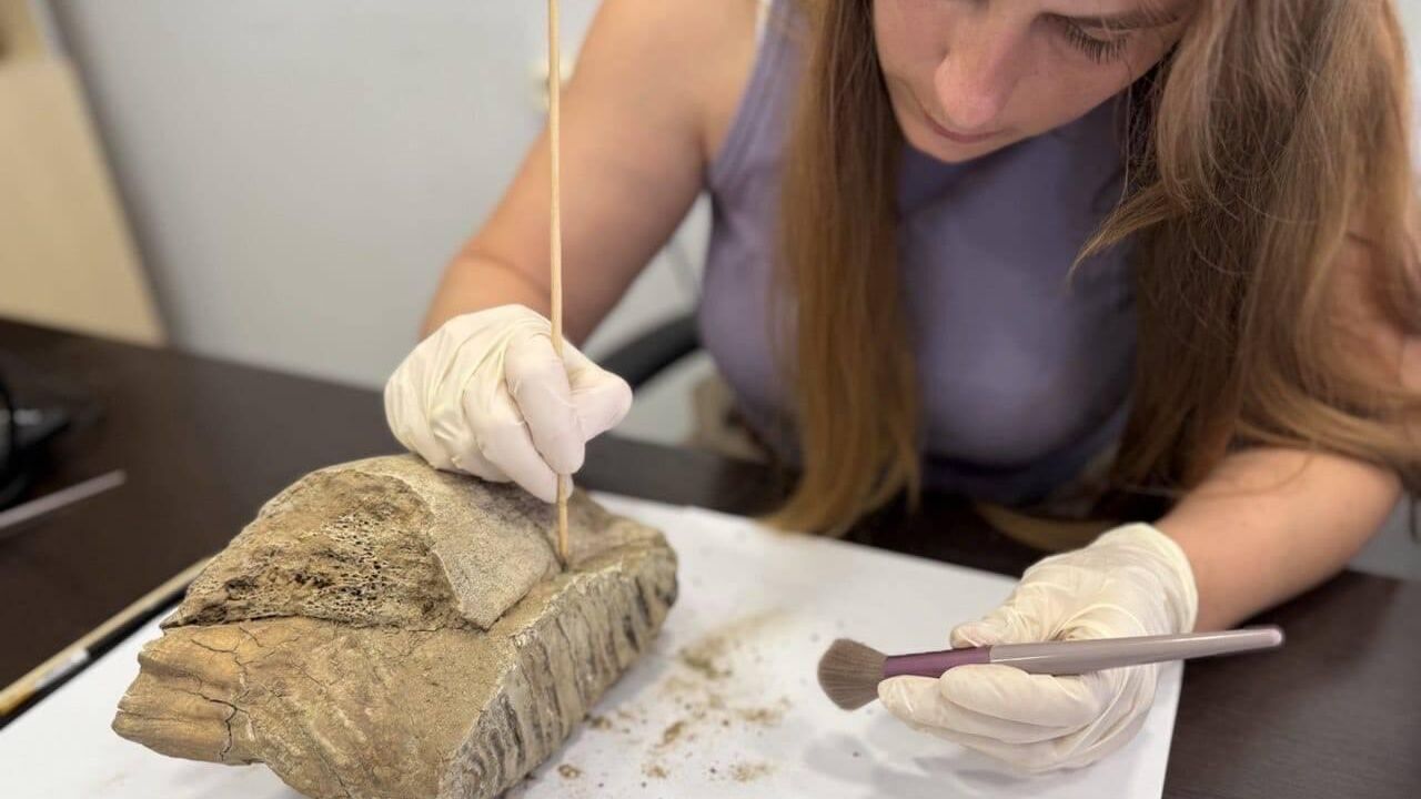 Зуб молодого шерстистого мамонта, обнаруженный при раскопках в центре Нижнего Новгорода