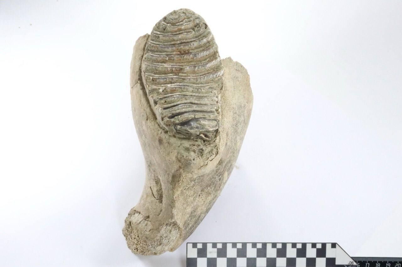 Зуб молодого шерстистого мамонта, обнаруженный при раскопках в центре Нижнего Новгорода