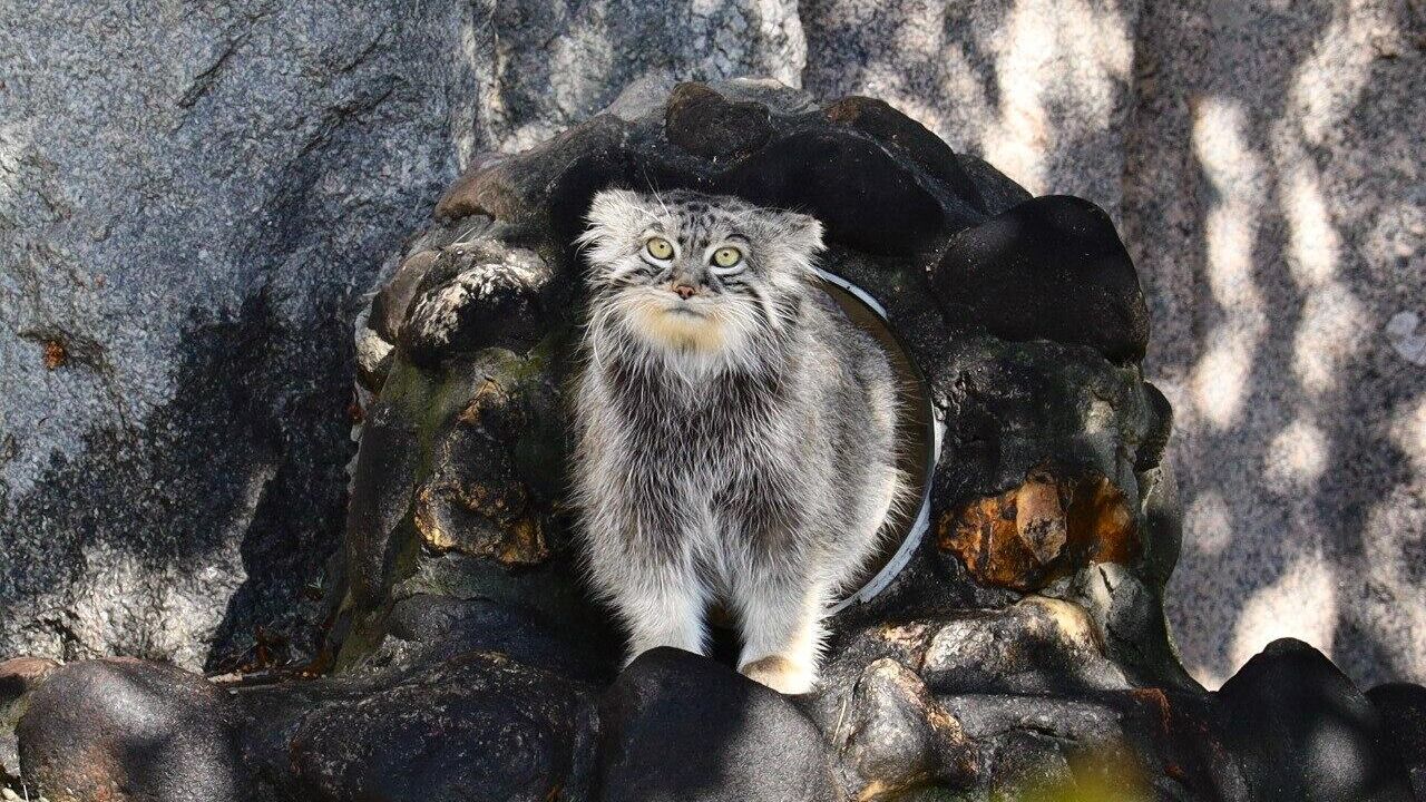 Манул Тимофей из Московского зоопарка с весом 5,8 килограмма