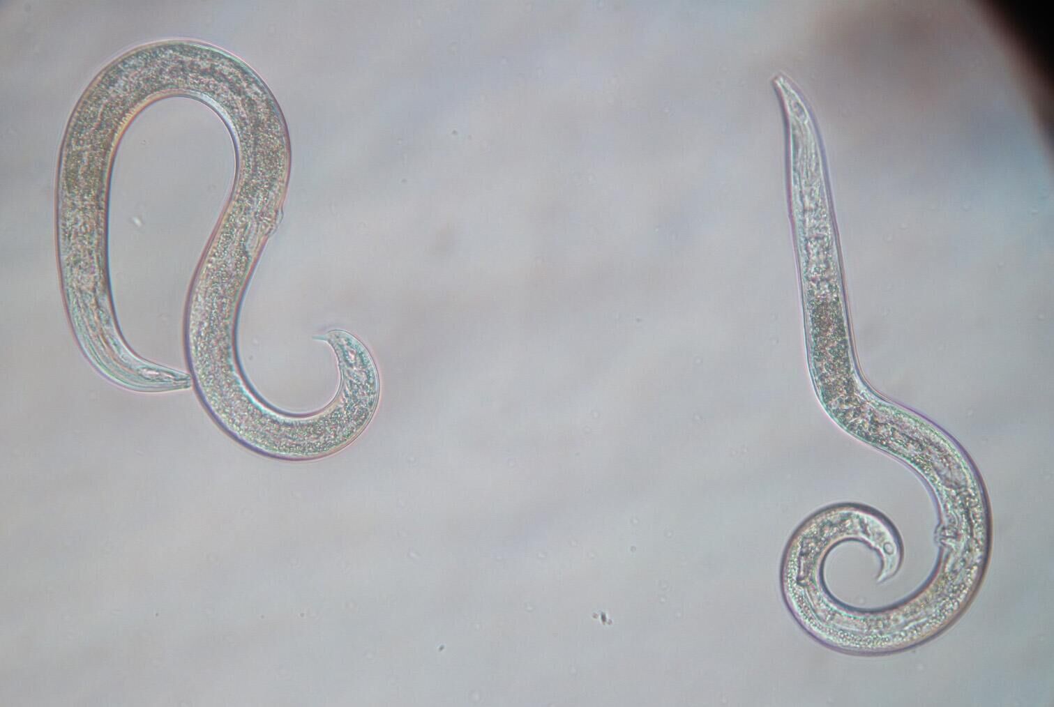 Пробуждение плейстоценовых нематод Panagrolaimus kolymaensis