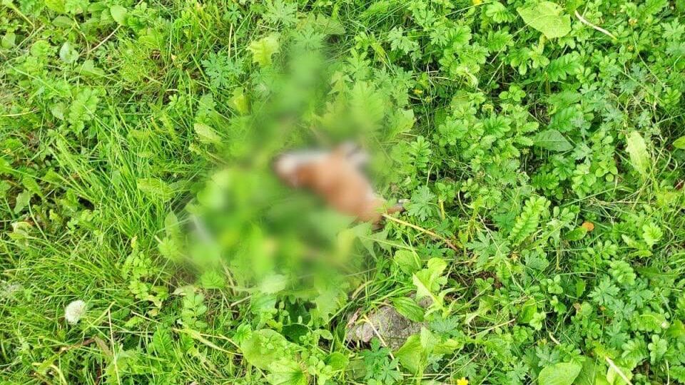 Жительница Красноярска выбросила семерых щенков из окна шестого этажа