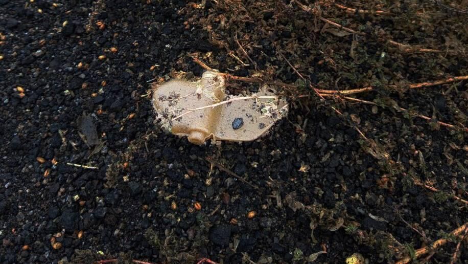 Мина Лепесток