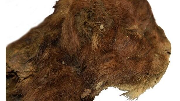 Голова мумифицированного детеныша гомотерия Мэтэн, обнаруженного на реке Бадяриха в Абыйском улусе Якутии