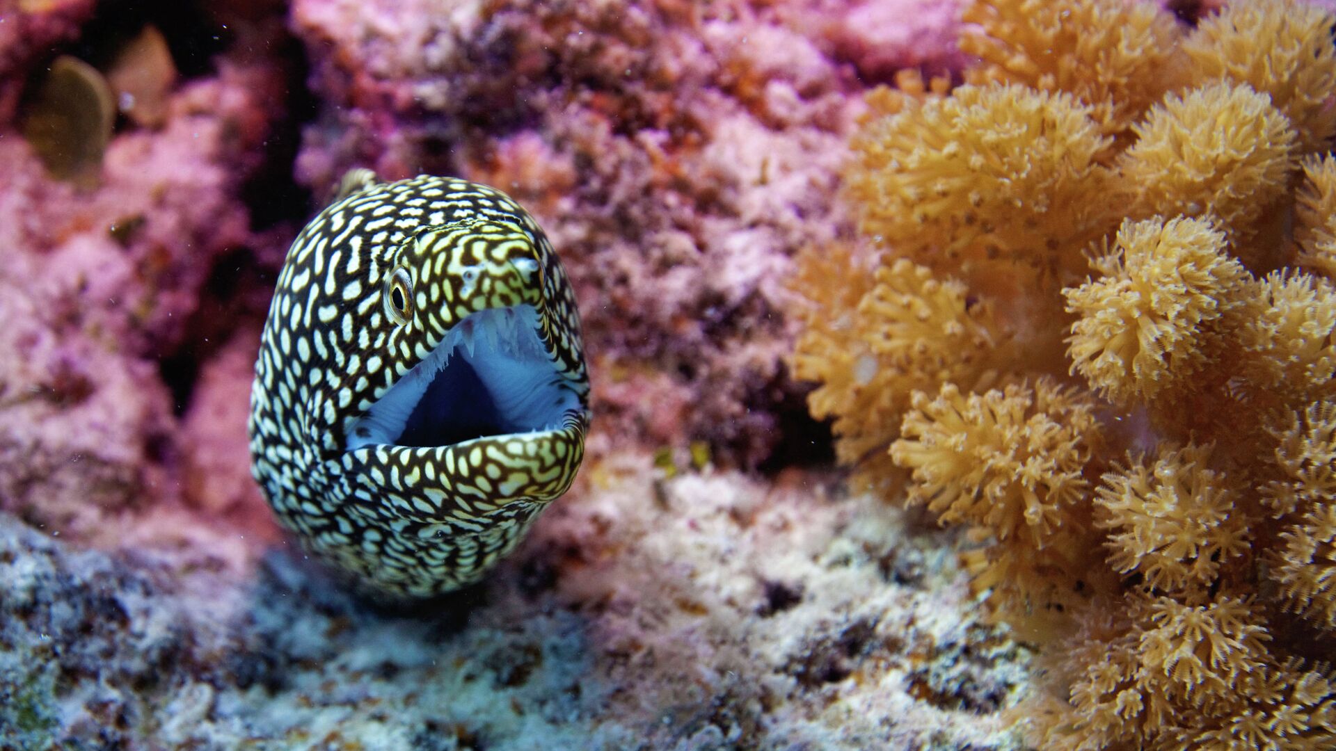 Подводный мир