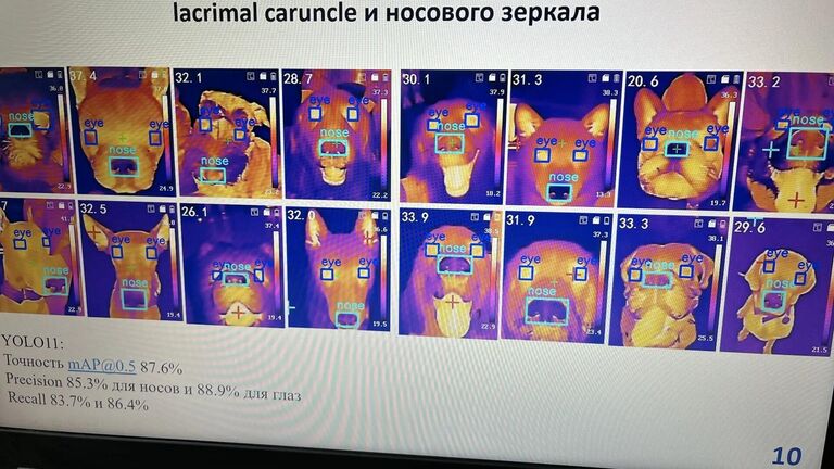 Методика оценки тревожности собак