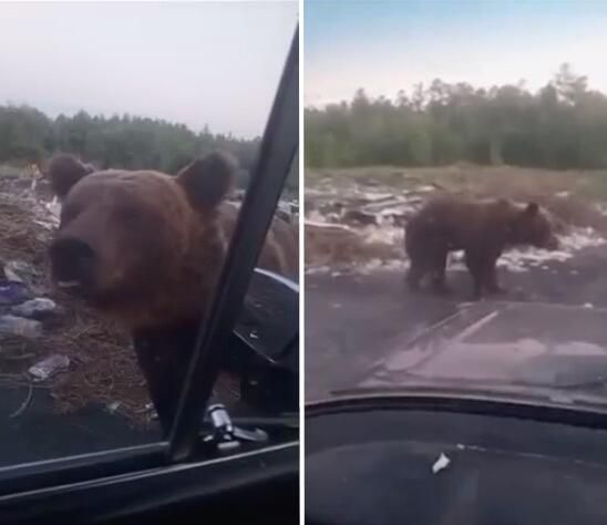 Медведь на несанкционированной мусорной свалке в Забайкальском крае